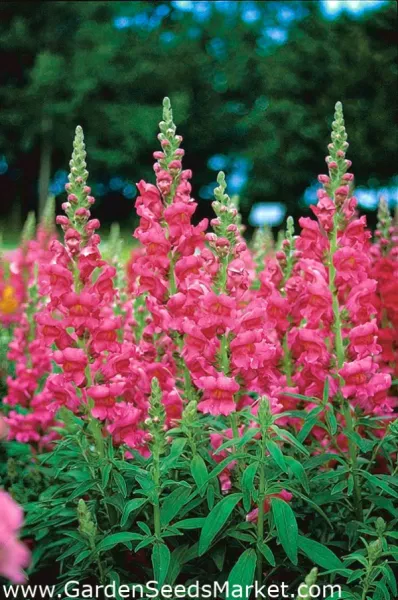 Roze Grote Leeuwenbek 