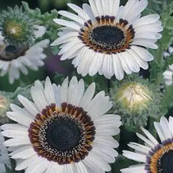 Afrikaanse Goudsbloem 