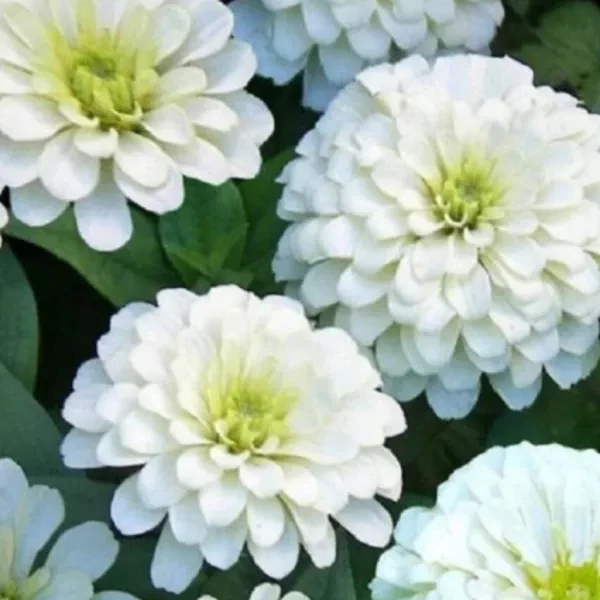 Witte Zinnia 
