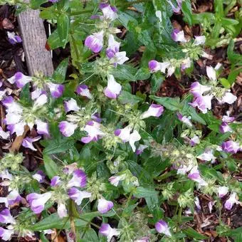 Collinsia