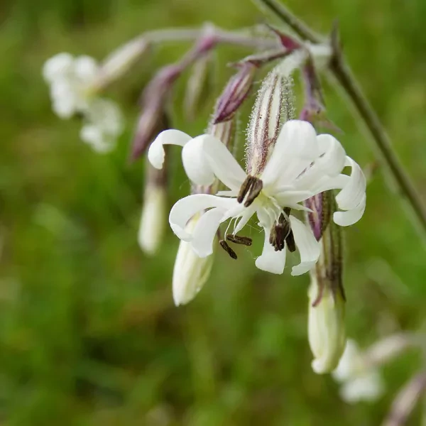Viscaria (gemende kleuren)