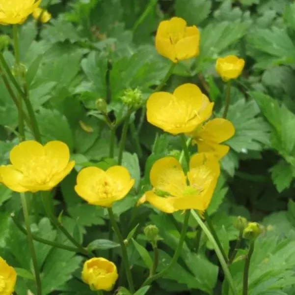 Kruipende Boterbloem 