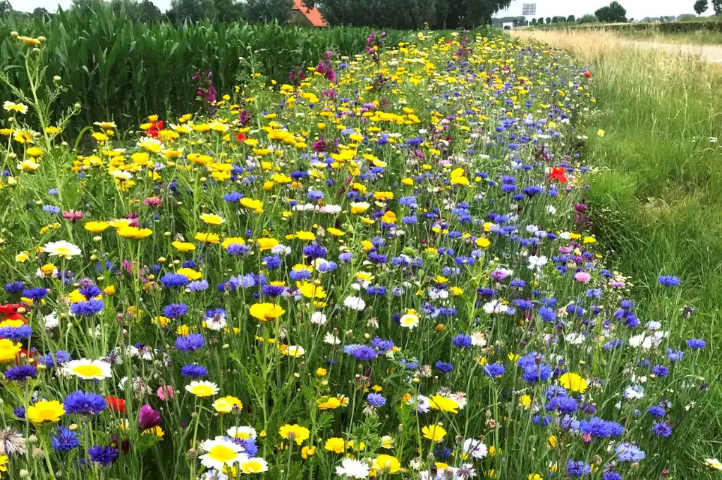 Akkerrand bloemrijk 1