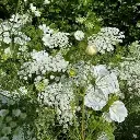 White florance
