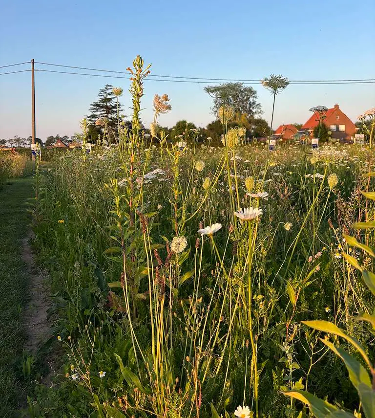 Kruidenweide 1 Lichte gronden