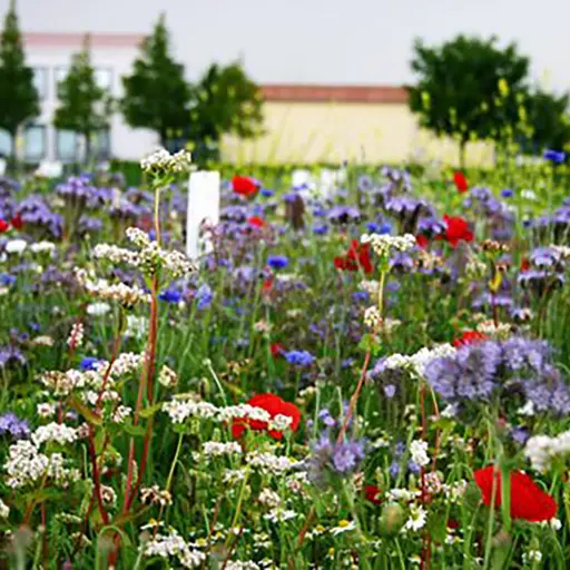 Akkerrand bloemrijk 2