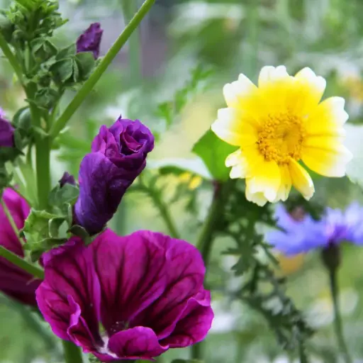 Bloemenpracht