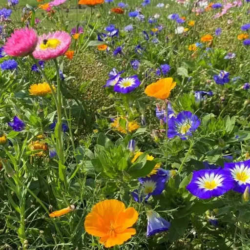 Summerflower